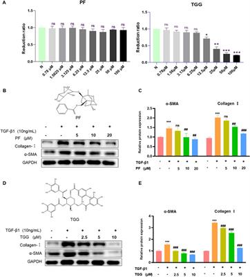 Protective effect of MP-40 mitigates BDL-induced hepatic fibrosis by inhibiting the NLRP3-mediated pyroptosis